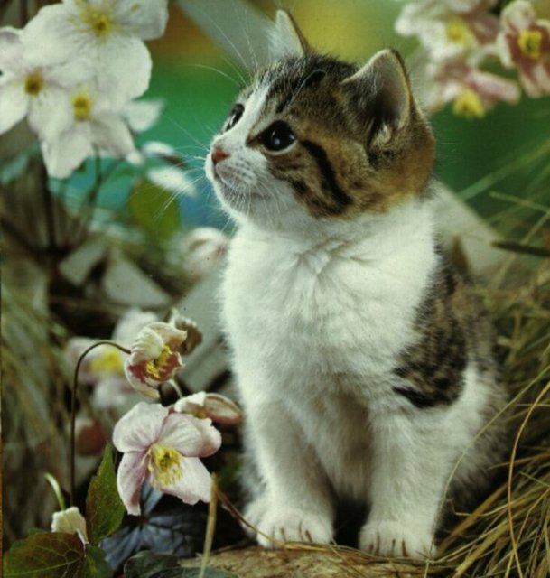 Gatti (347)